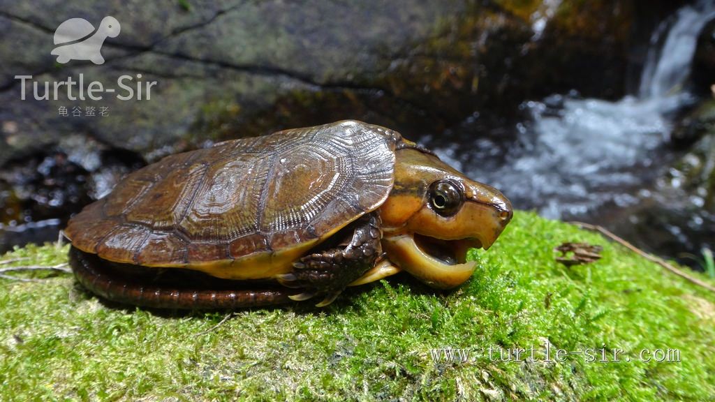 养小乌龟如何选龟粮,10元买了一只乌龟怎么养