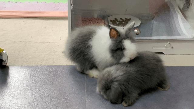 西安有哪些可以撸兔子的店,西安撸兔子的店