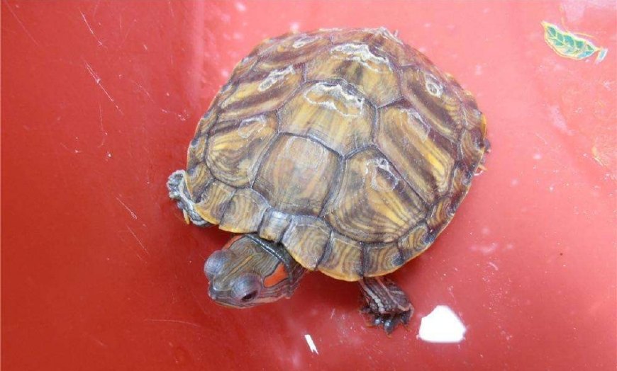 大鳄龟外来物种请勿放生,大鳄龟可以放生么