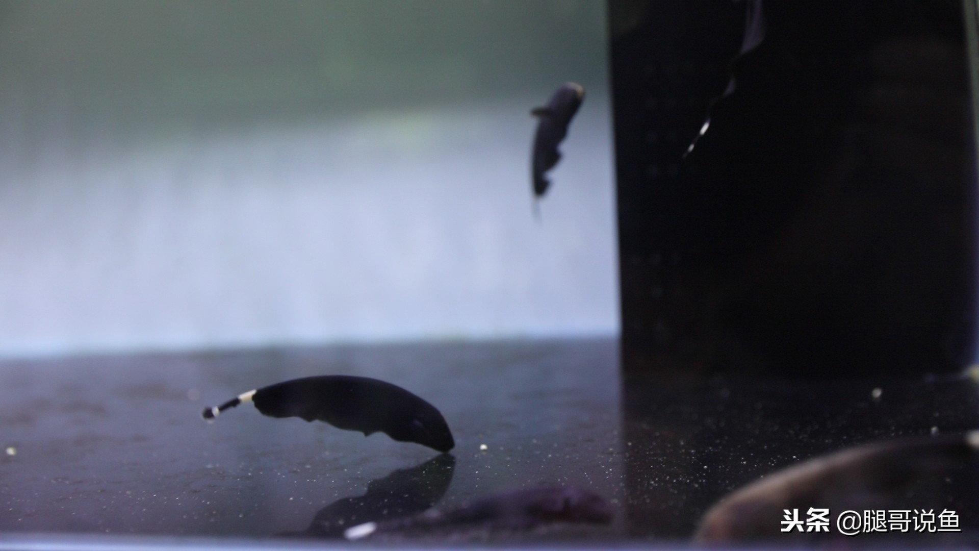 魔鬼刀可以混合养吗,魔鬼刀鱼是什么