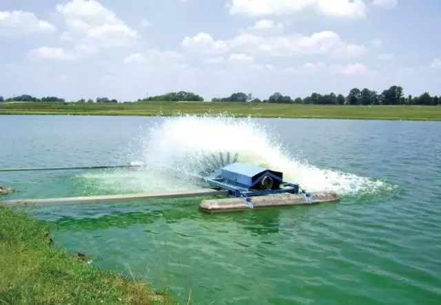 对虾红腿应激是什么原因,对虾应激红须症状判定