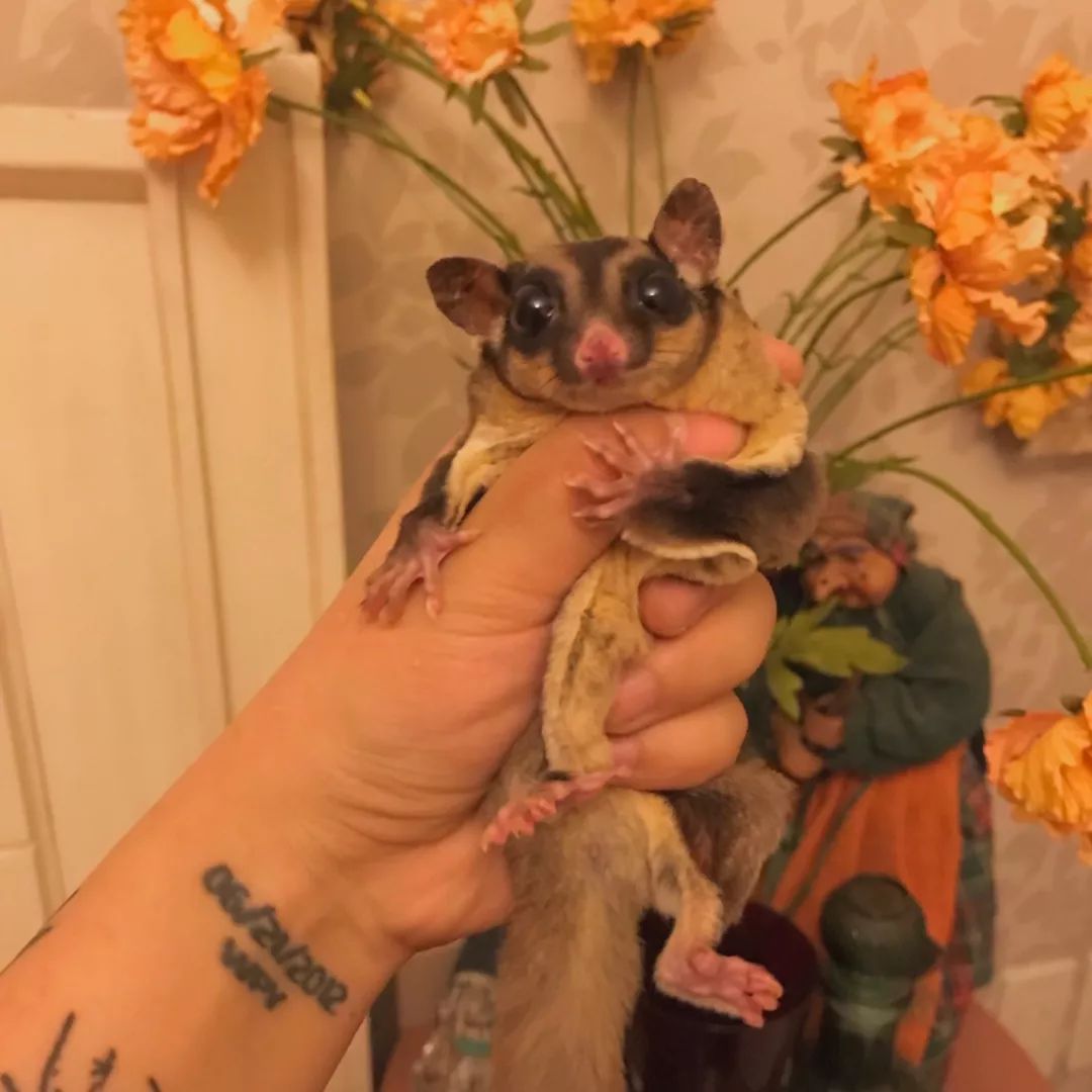 一只鸭子一万五元,一只鸭子一万多