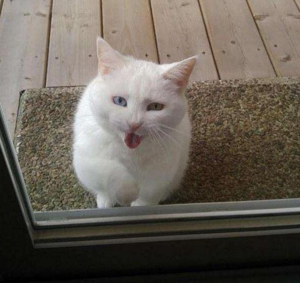 猫咪半夜挠卧室门怎么纠正,不想猫咪上床怎么办