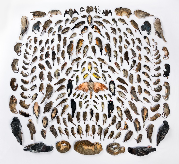 为什么养不好小猫咪呢,养了一年的小猫咪野性还是挺强