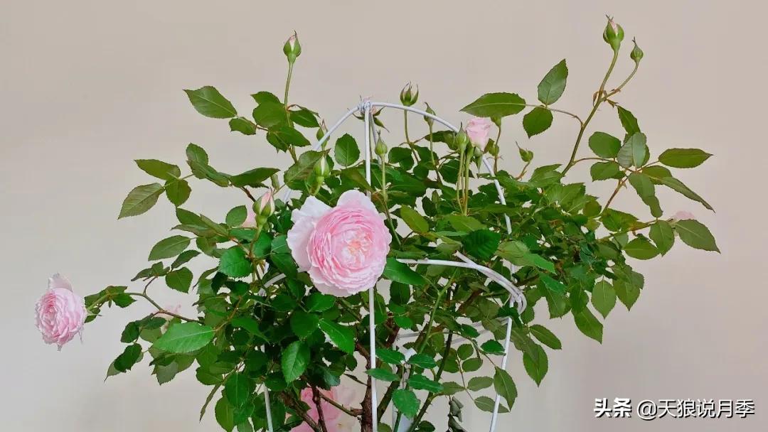 月季花是时候展现真正的技术了 (开春的第一波月季花就这么过去了)