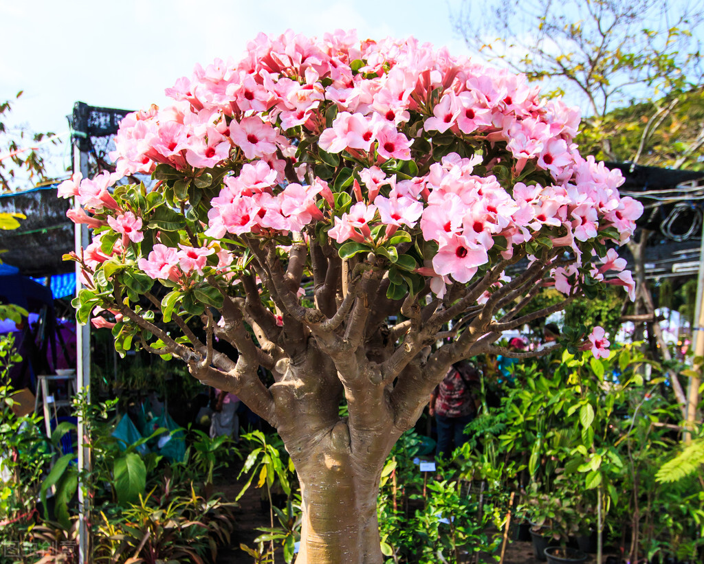 野生映山红的生长过程,栽种野生映山红的正确方法