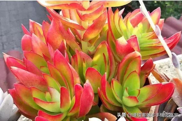 365种多肉图谱大全,365种鲜花图册大全