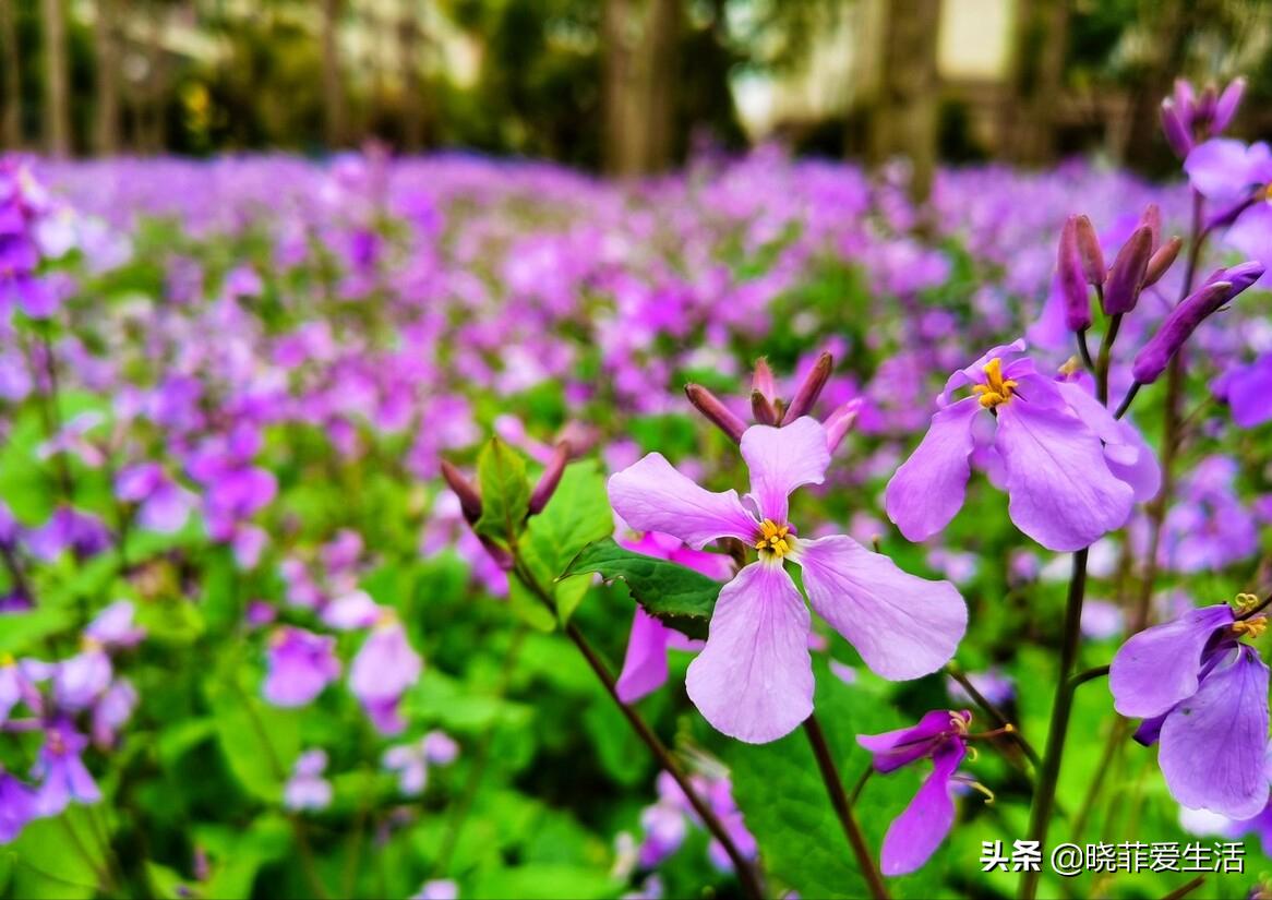 常见野草名称大全,农村常见野草名字大全