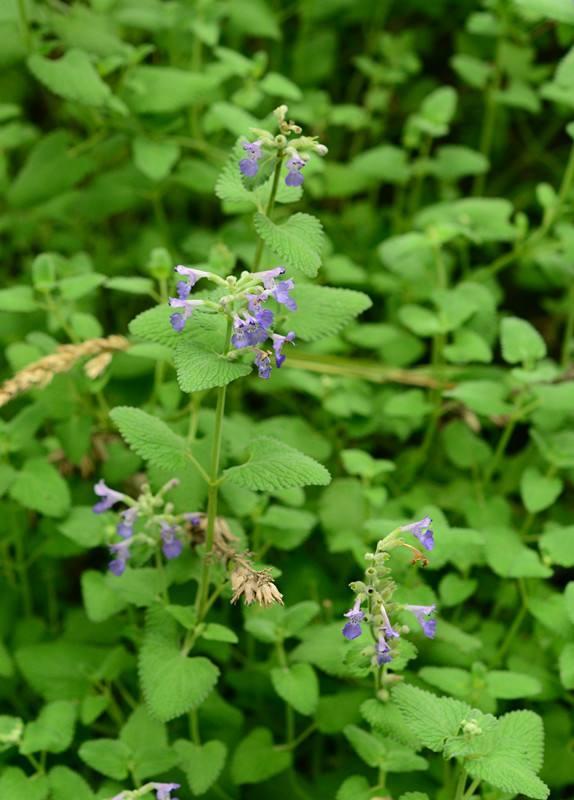 对猫无害又适合阳台养的植物,十大适合养猫的植物