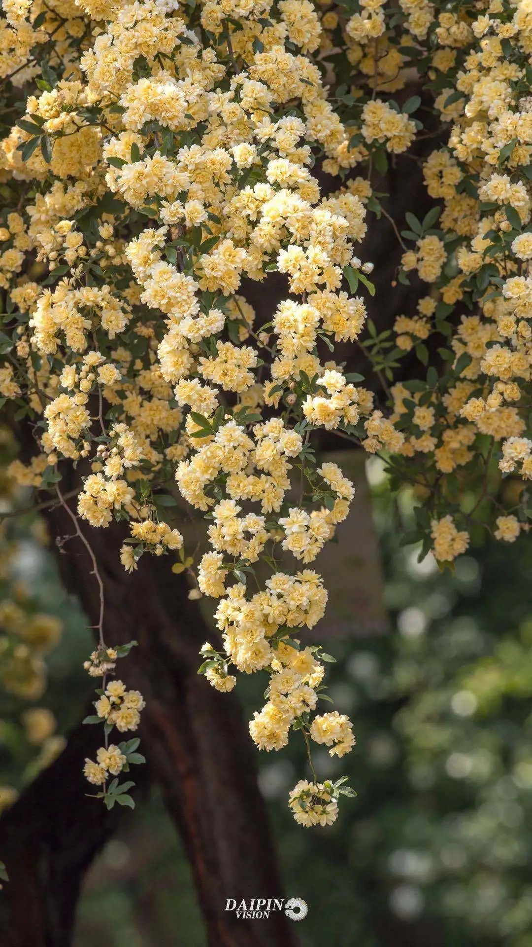 开到荼蘼唱的是什么,歌词中有开到荼蘼