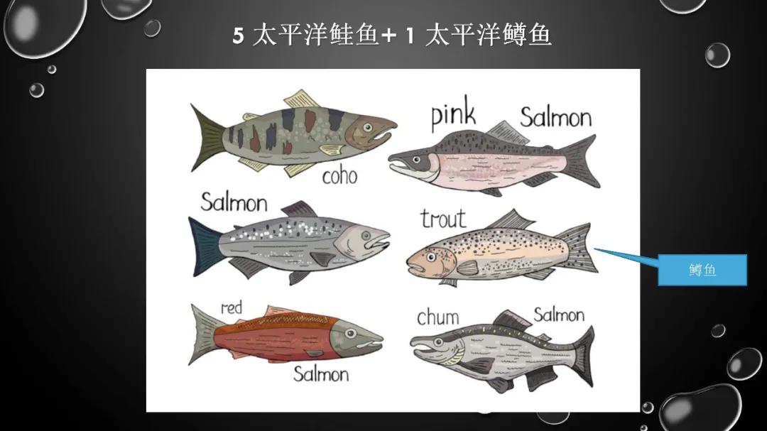 2019年中国三文鱼进口量达到10万吨！