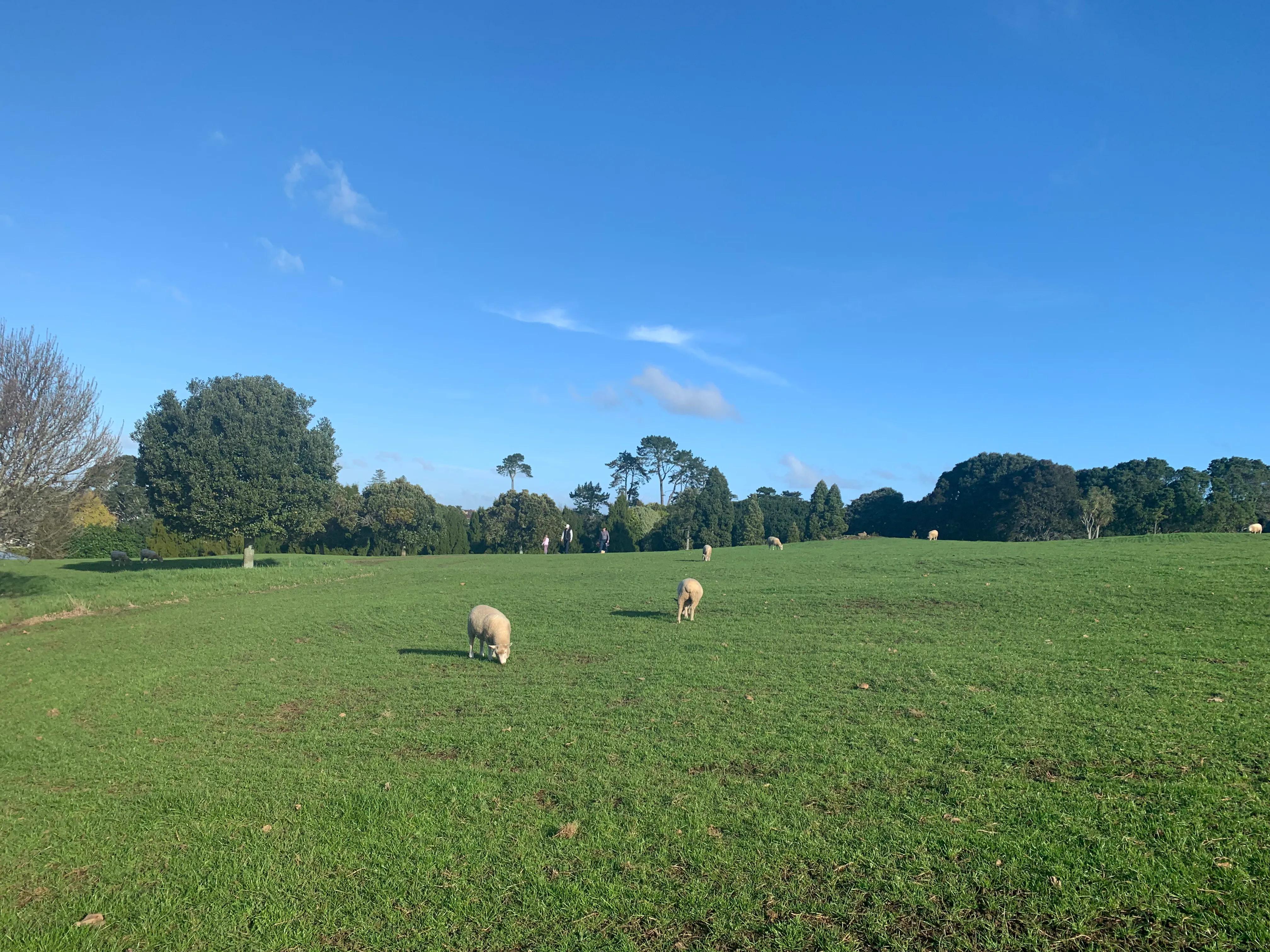 在新西兰上班是什么感觉 (新西兰生活工作怎么样)