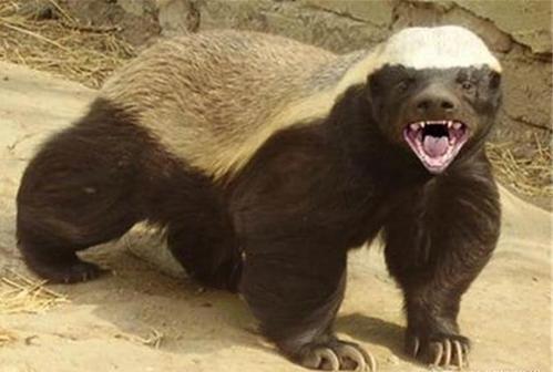 蜜獾平头哥发脾气,蜜獾平头哥对人友好吗