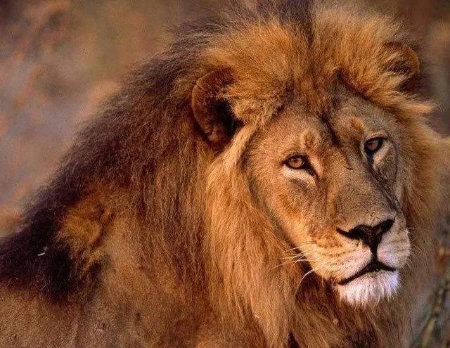 银背大猩猩在自然界的战斗力,地球最强动物银背大猩猩