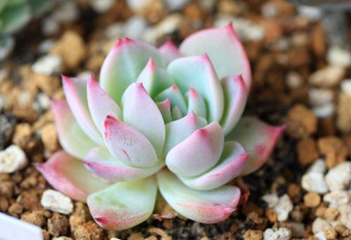 哪些品种的多肉喜欢生虫,哪些多肉露养也难出状态