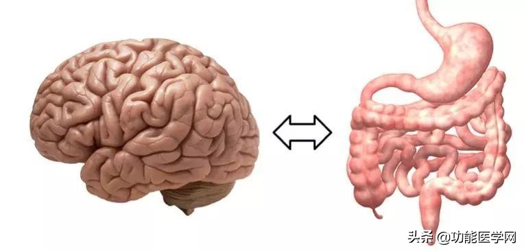 让人着迷的元素,微生物脑肠轴介绍