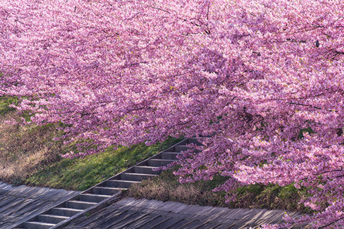 中国人对日本有哪些常见的误解