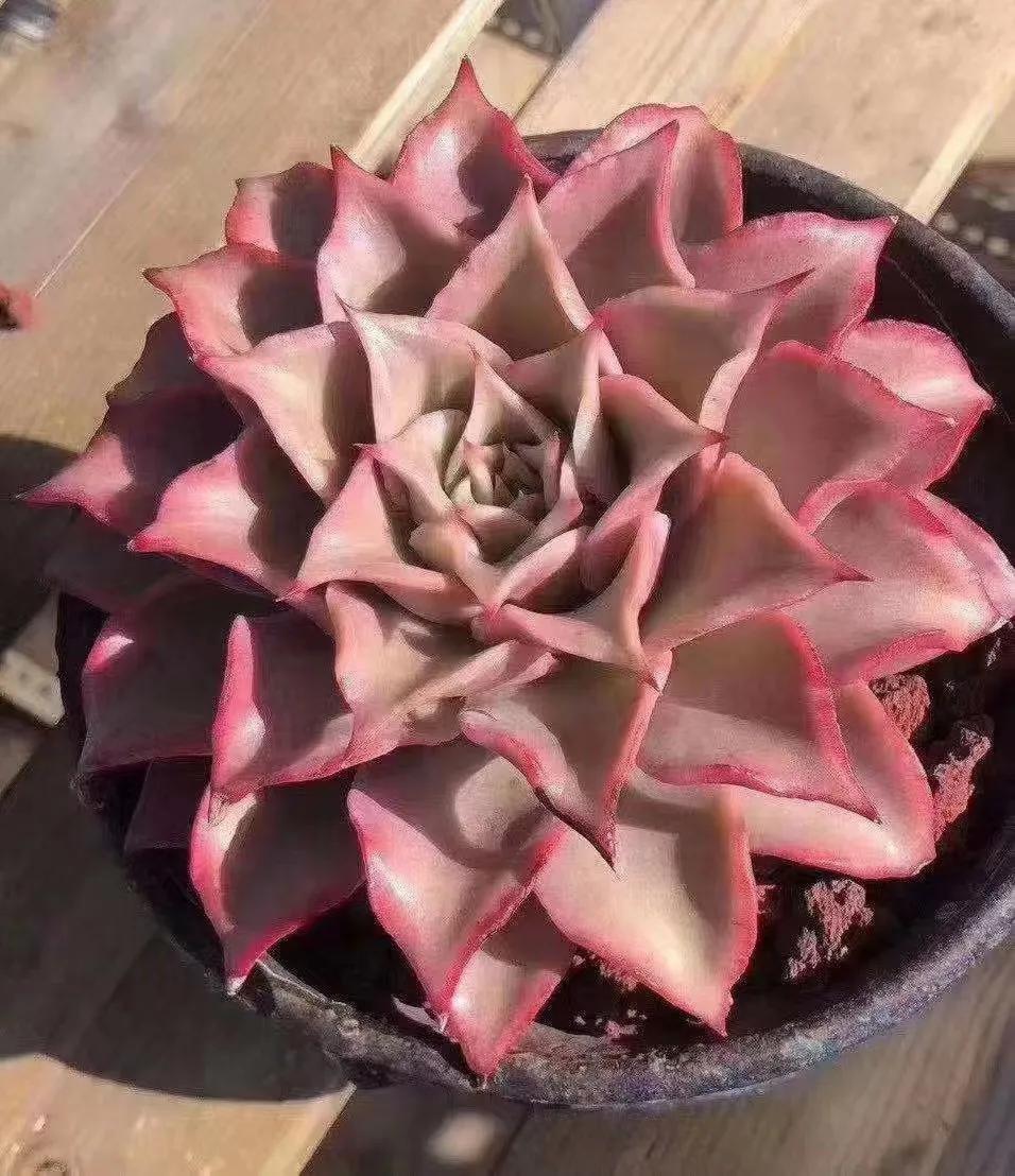 多肉白饺子皮值得买吗,多肉饺子皮价格