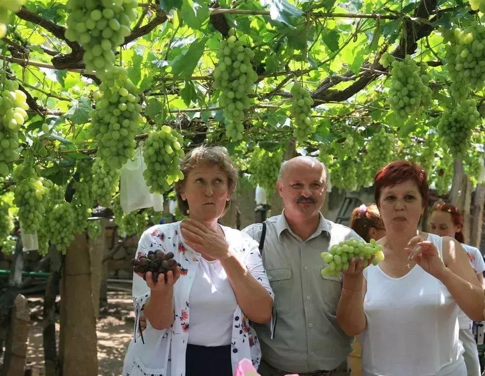 葡萄小镇攻略,长安区南寨西村太阳葡萄小镇