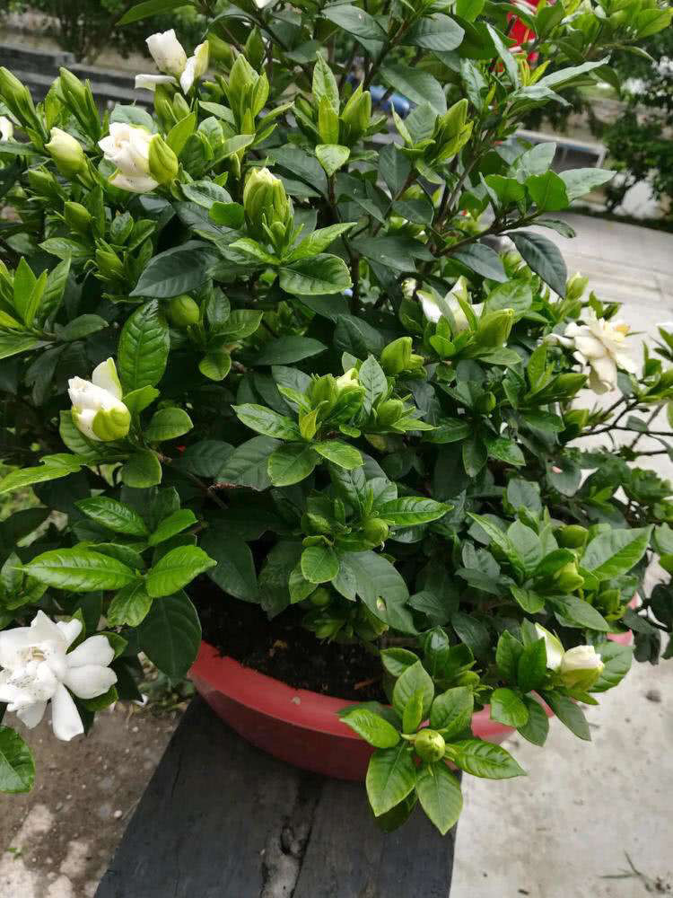 栀子花难种吗,栀子花太难养了