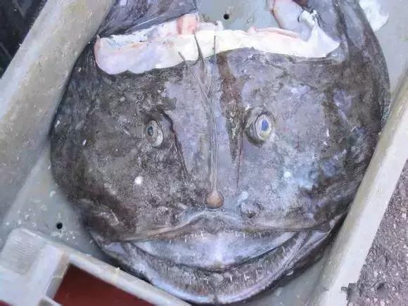 宁波一渔民整理海鲜大全,宁波最全的海鲜