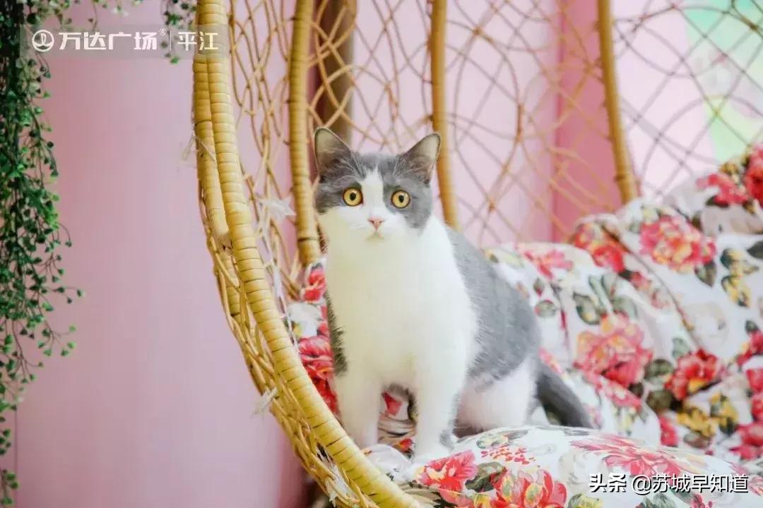 苏州平江路万达广场,苏州万达广场平江店