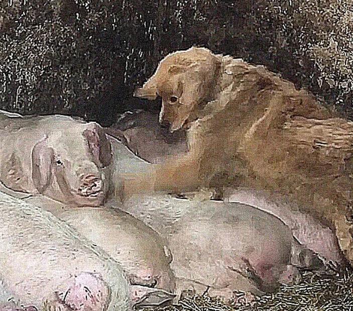 狗狗偷溜进屋,狗狗偷猪圈