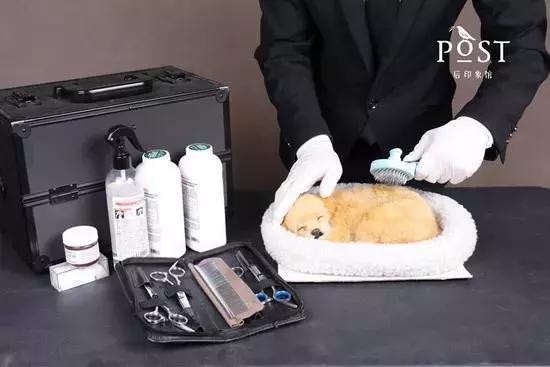 爱宠去世后该怎么办,爱宠离世过度伤心