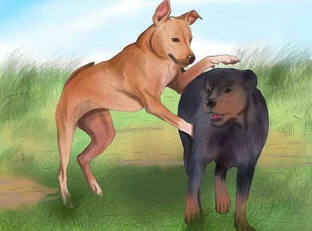 关于狗狗发情，这4点你还是该知道的！