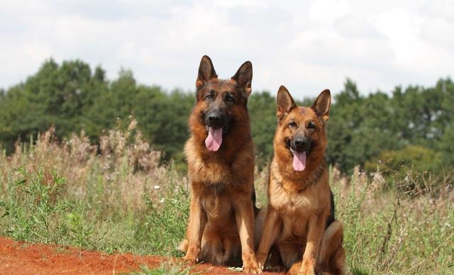 德国牧羊犬优点,德国牧羊犬的优缺点