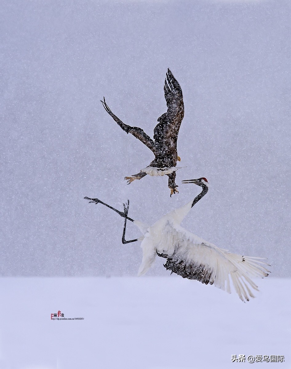 极简鸟类摄影欣赏,2019鸟类摄影作品欣赏