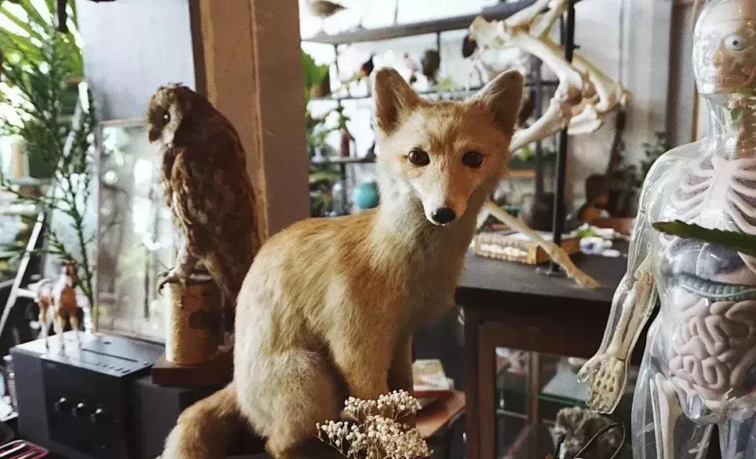 极光之旅民宿推荐,可以看极光的民宿