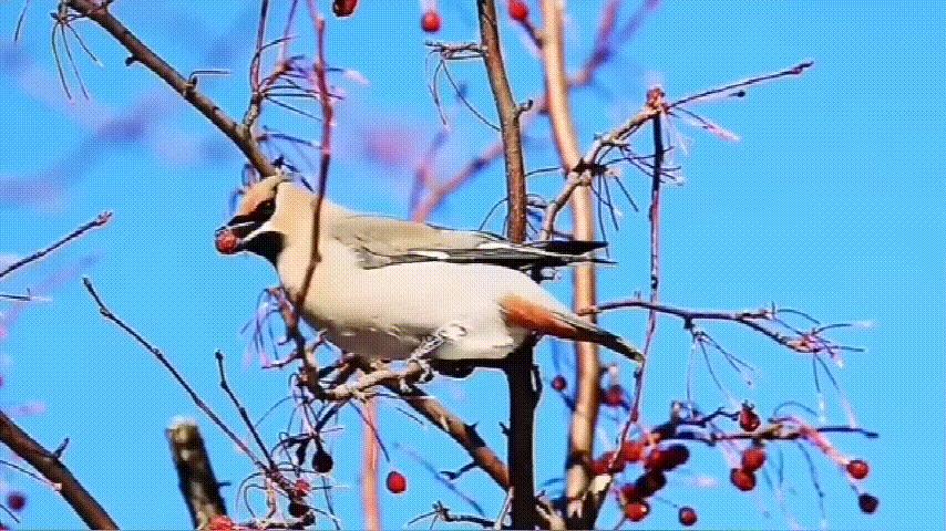 养羊技术与羊病预防推荐,养羊与羊病防控知识