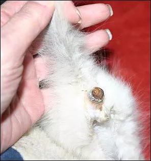 猫咪拉不出屎怎么快速解决,猫咪便秘了怎么办呢