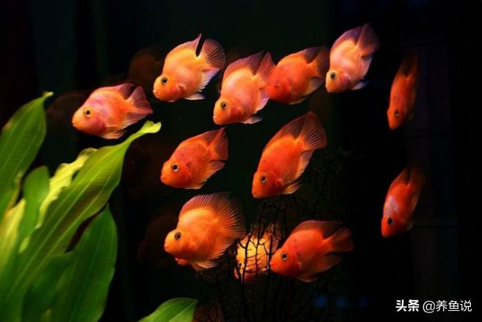 观赏鱼养多了水浑怎么办,观赏鱼没颜色了还能养回来吗