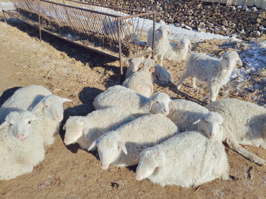 又到遛茬季节，羊吃玉米或者黄豆胀肚、中毒怎么办？兽医告诉你