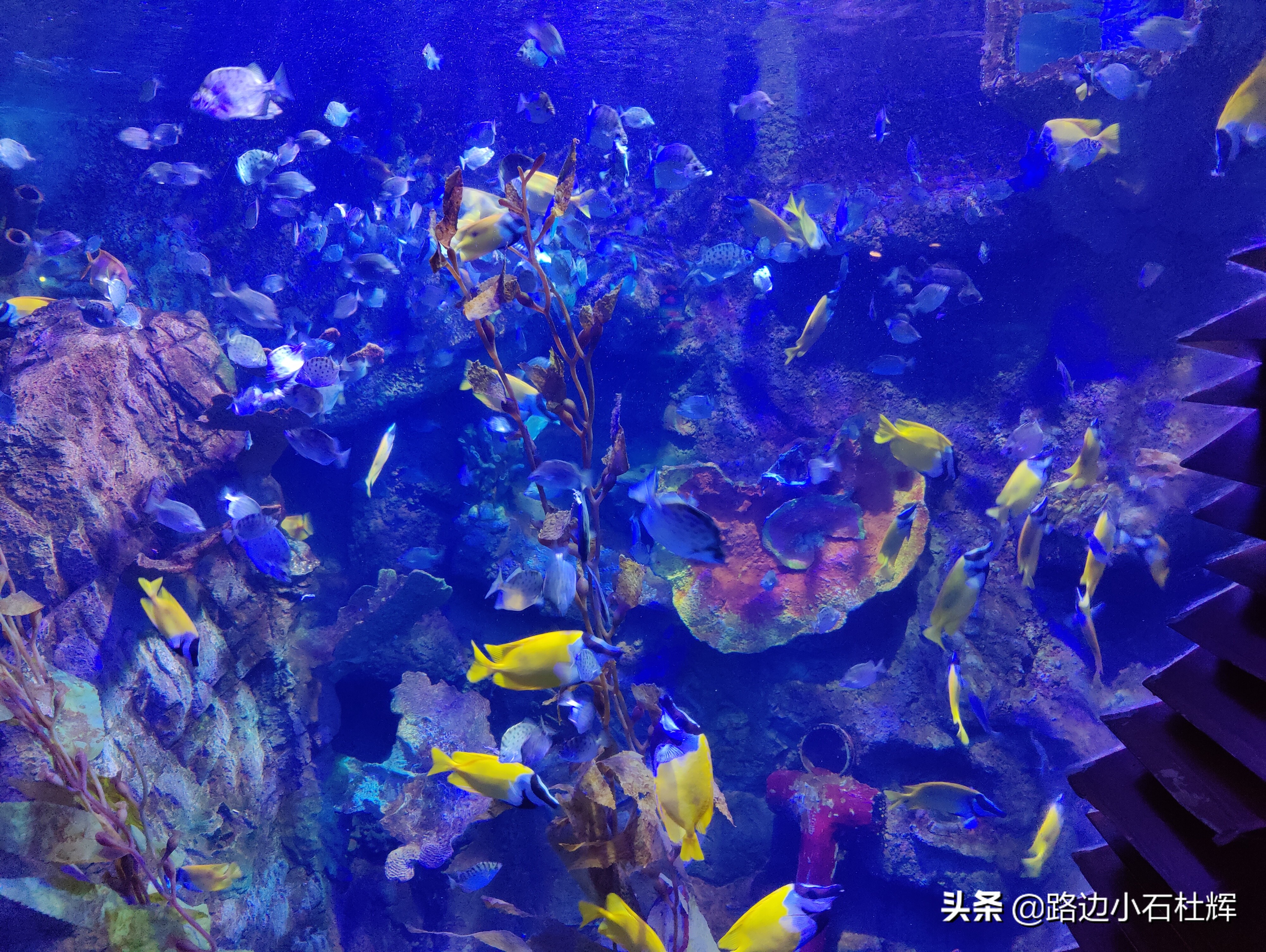 北京海洋馆海底世界游玩攻略,海洋馆北京海底世界游玩路线