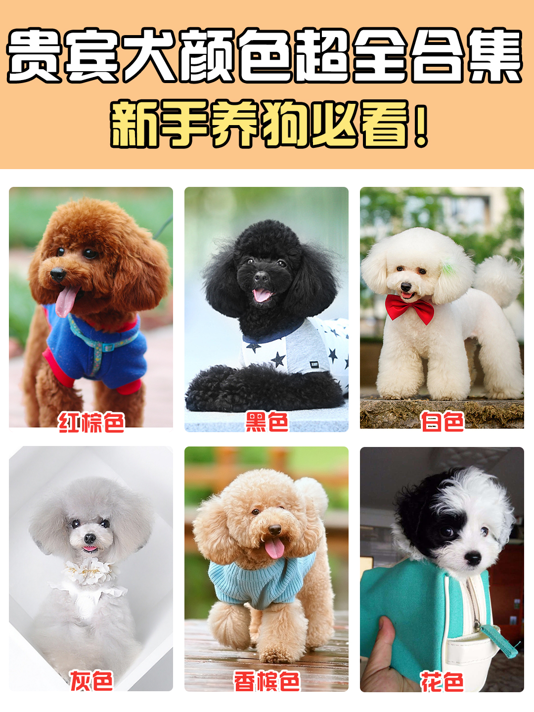 贵宾犬颜色哪个最好,贵宾犬颜色