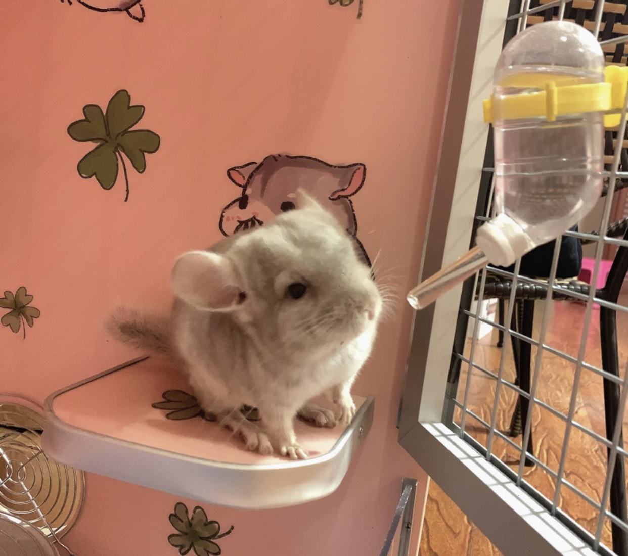 从出生到现在饲养龙猫的所有过程,龙猫的饲养方法及注意事项