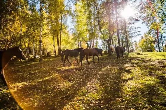 中国国家地理十大最美秋色,寻找中国最美自驾游
