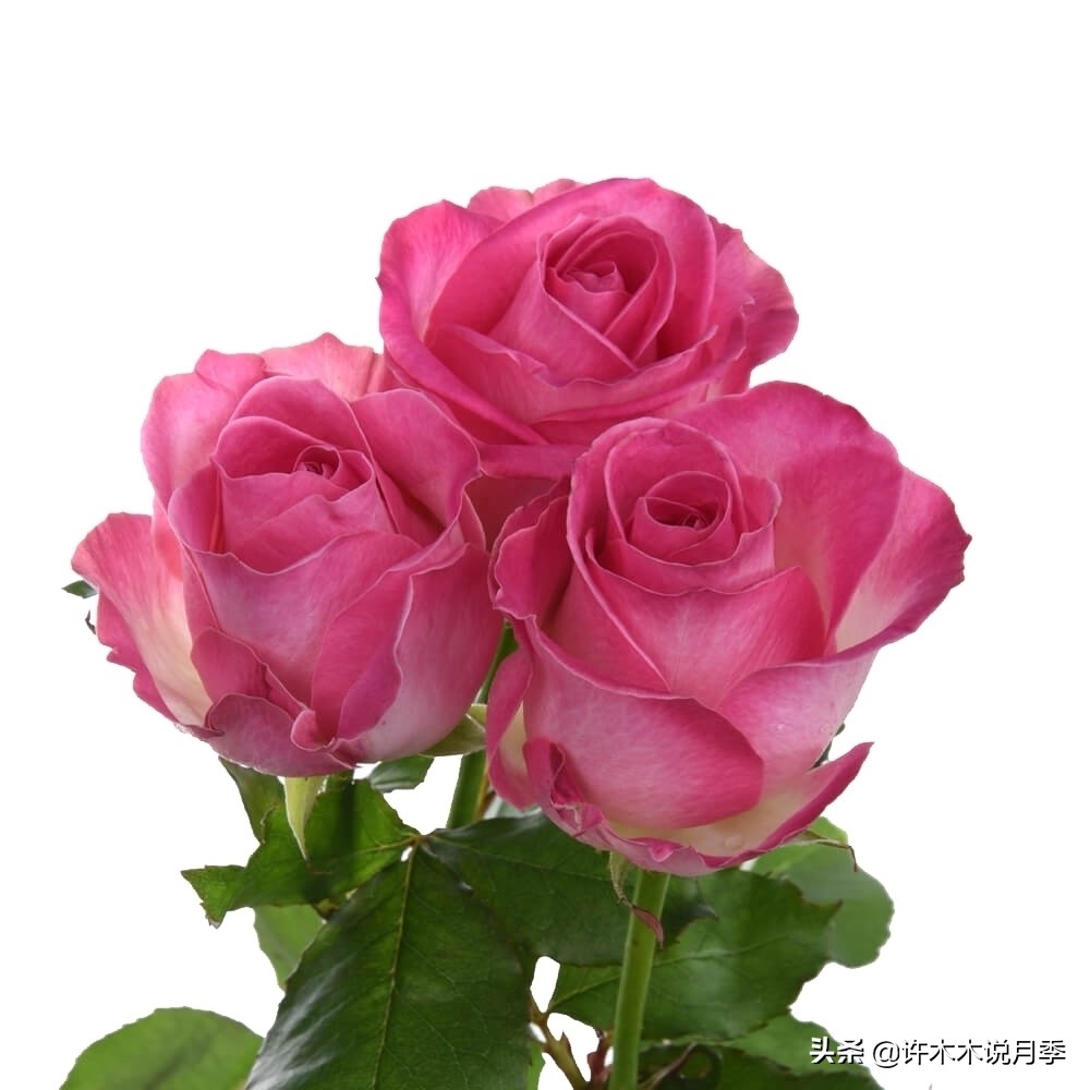 自己买玫瑰花种植,关于种植玫瑰花教程