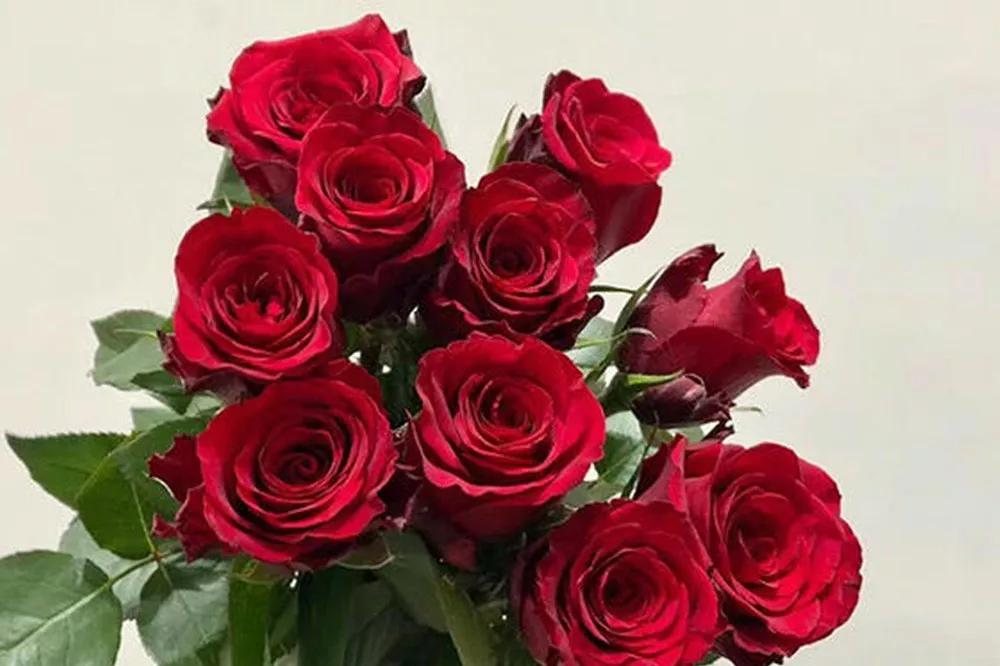 花店必备的5款玫瑰,花店最常用什么品种的玫瑰花