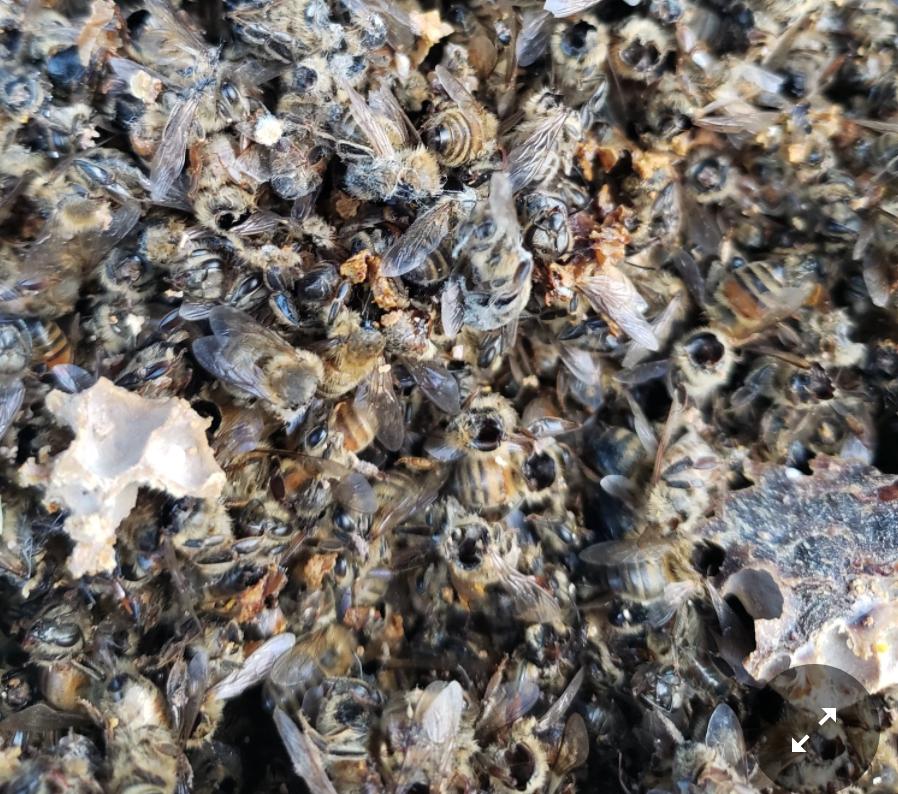 杀人蜂为什么那么可怕,杀人蜂到底有多厉害