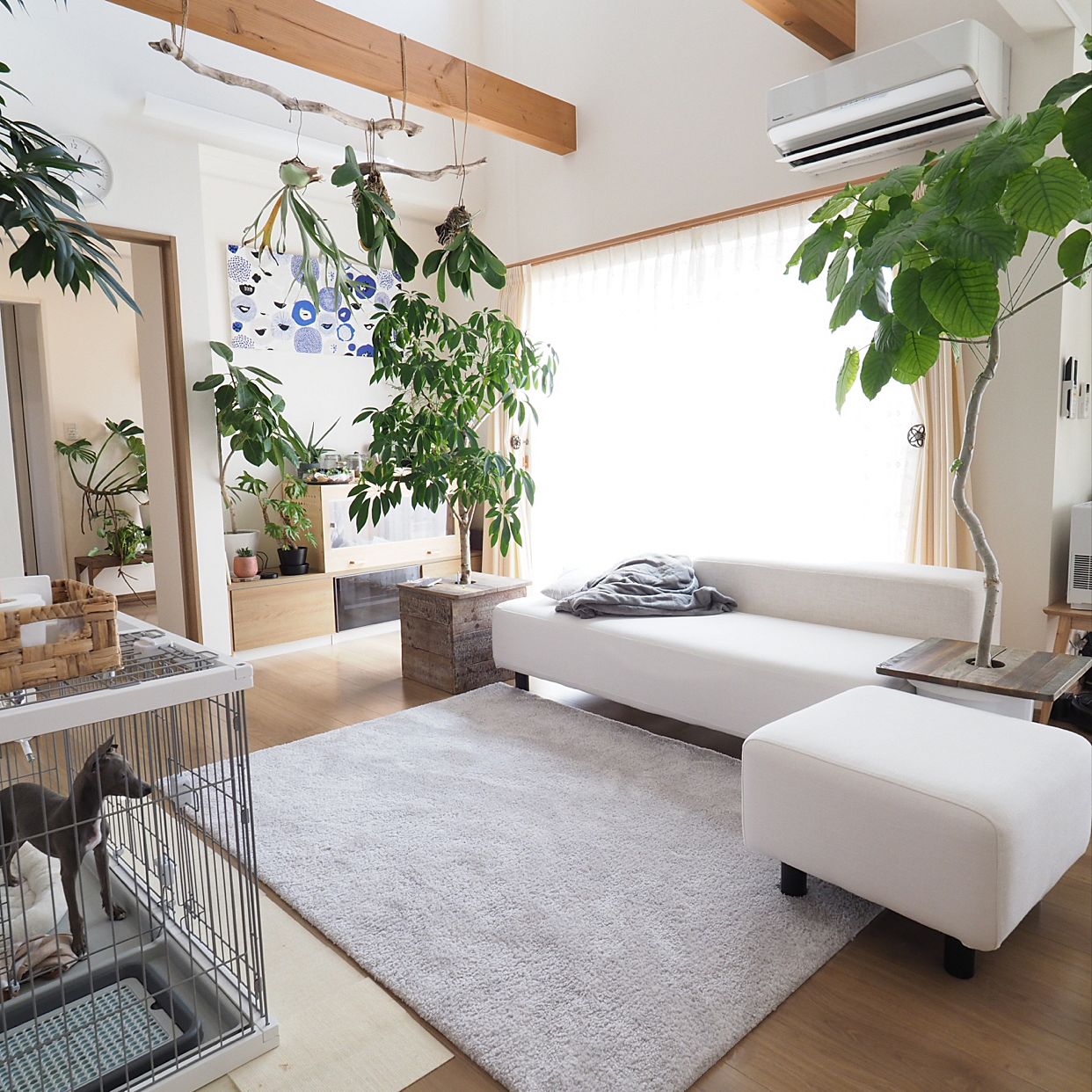 新房装修甲醛含量高的四种材料,室内去甲醛植物哪一种好