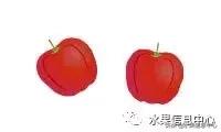 针叶樱桃不是樱桃,针叶樱桃与山樱桃一样吗