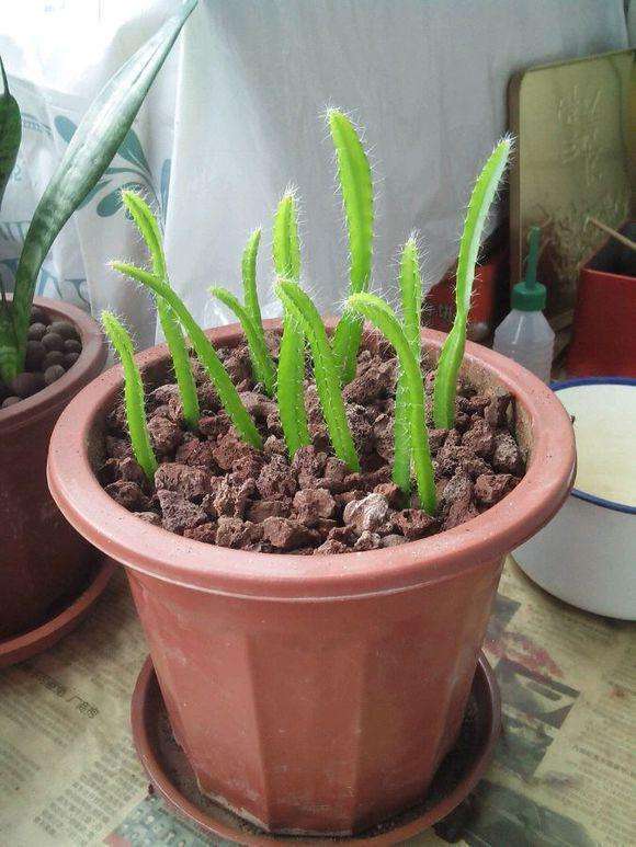 红心火龙果有什么营养有什么好处,火龙果红色的好还是白色的好营养