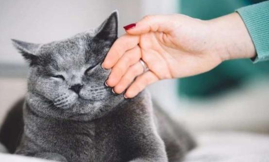 铲屎官曾经养过的宠物,铲屎官抓很多猫咪