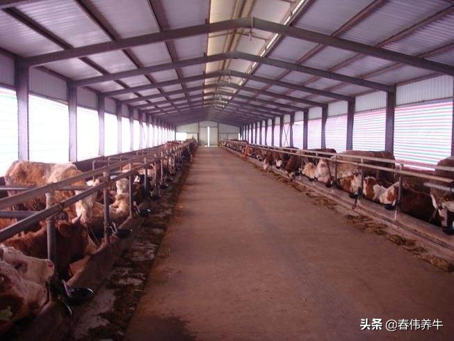 养牛最怕5件事一定要重视,养牛的最危险时刻