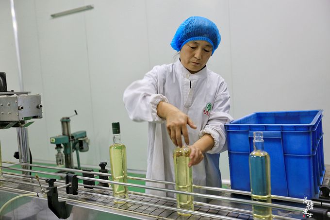 赞皇核桃树苗圃基地,河北野山上哪里有野生核桃树