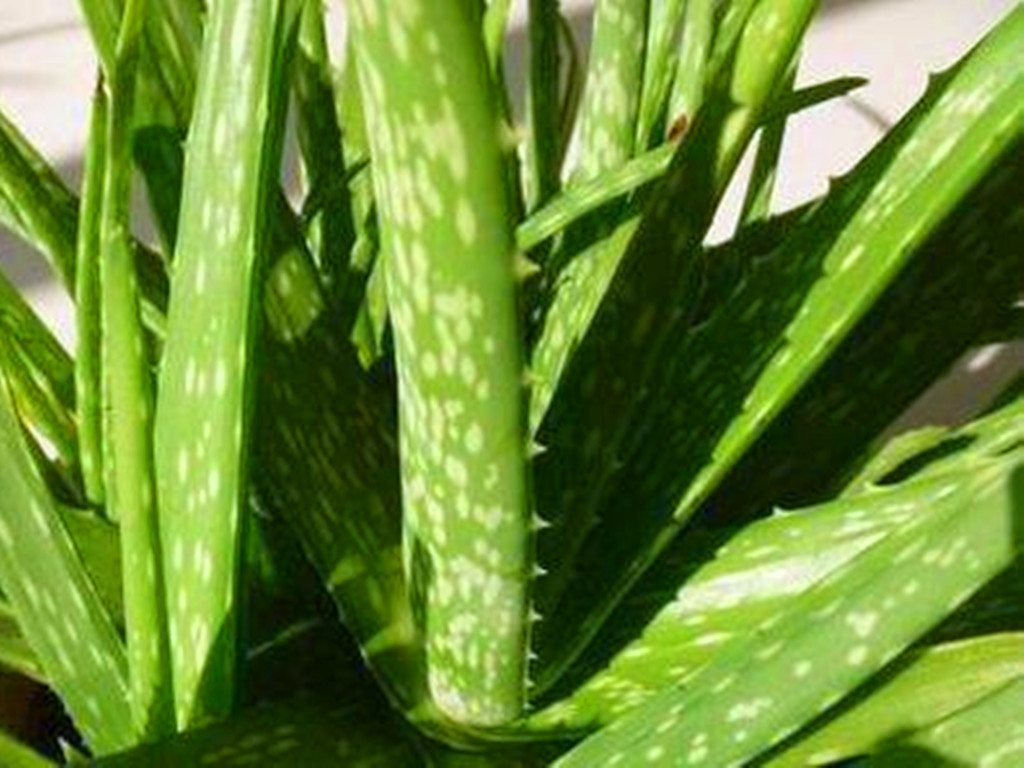 多肉能不能乱吃,所有多肉能吃吗